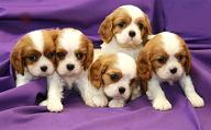 cavalier king charles puppies for sale